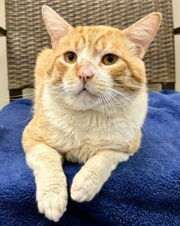 An adult small-sized male Domestic Short Hair cat named Calvin for adoption in Novato, CA