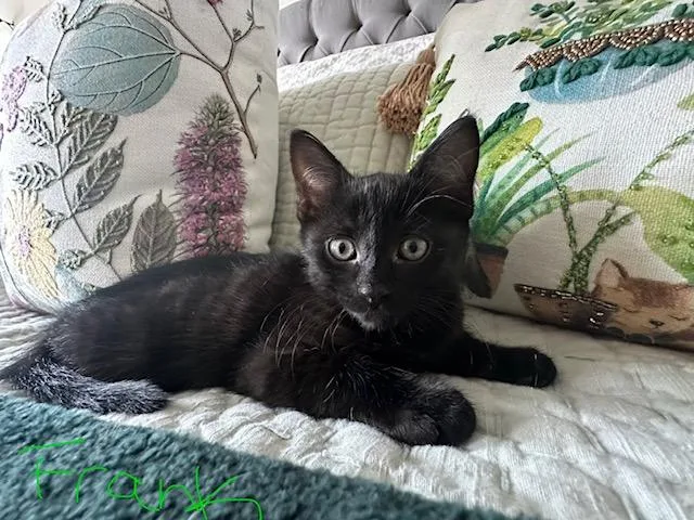 A baby medium-sized male Black Domestic Short Hair cat named Frank for adoption in Lauderhill, FL