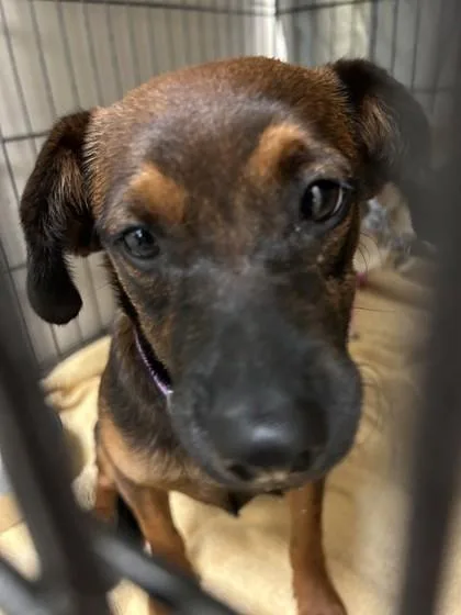 An adult small-sized female Terrier dog named Ruca Girl for adoption in Honolulu, HI