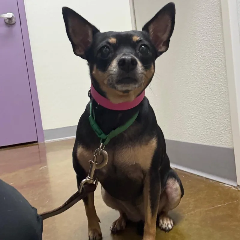 An adult small-sized female Black Chihuahua dog named Stray Hold Mort for adoption in Albuquerque, NM