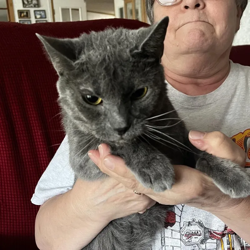 A senior medium-sized male Gray / Blue / Silver Domestic Short Hair cat named Dorian for adoption in Franklin, TN