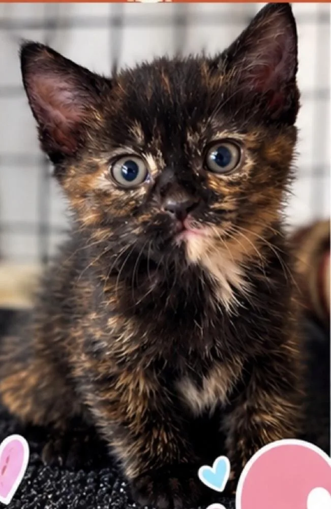 A baby small-sized female Domestic Medium Hair cat named Sunset for adoption in Mount Laurel, NJ