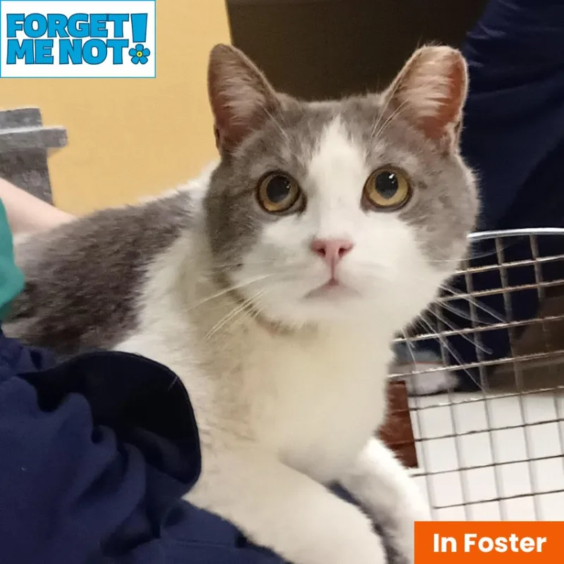 A senior large-sized male White Domestic Short Hair cat named Tivoli for adoption in Baltimore, MD