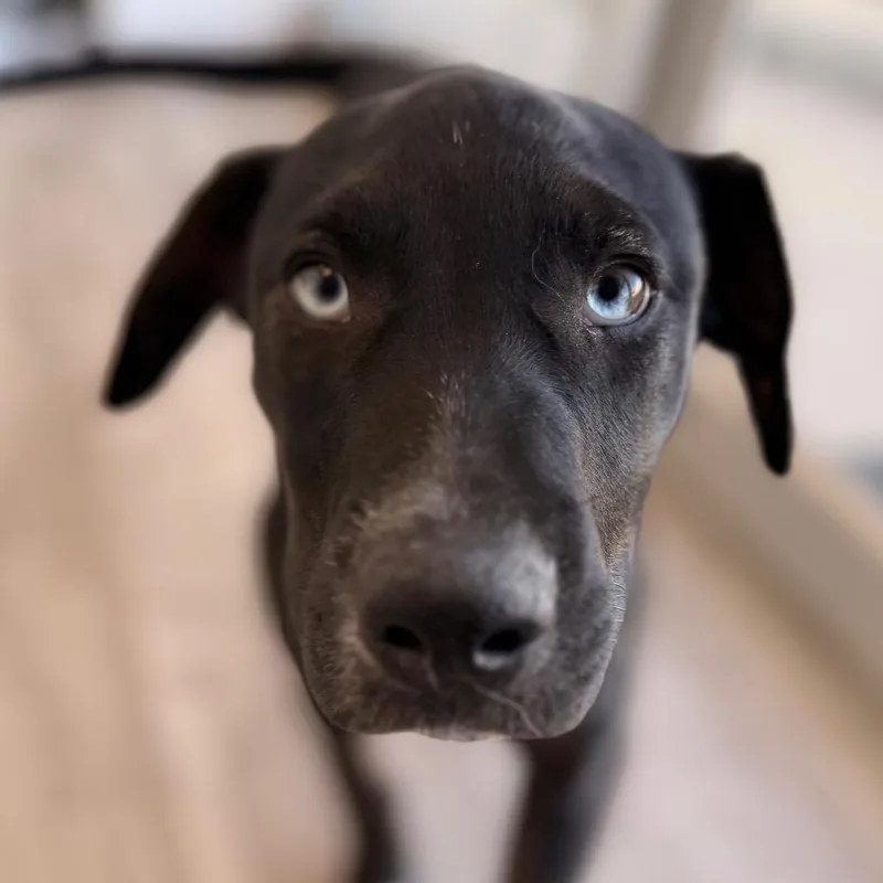 A baby large-sized female Black Labrador Retriever dog named Maddie for adoption in Green Bay, WI