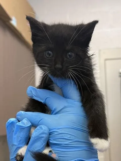 A baby small-sized female Domestic Short Hair cat named Rosie Belle for adoption in Fishers, IN