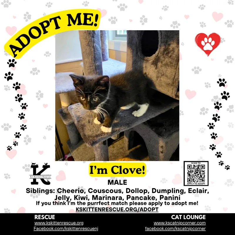 A baby medium-sized male Black & White / Tuxedo Domestic Short Hair cat named Clove for adoption in Brick, NJ