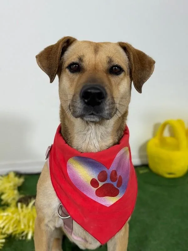 A young large-sized female Brown / Chocolate German Shepherd Dog dog named Jessie for adoption in Carlsbad, CA