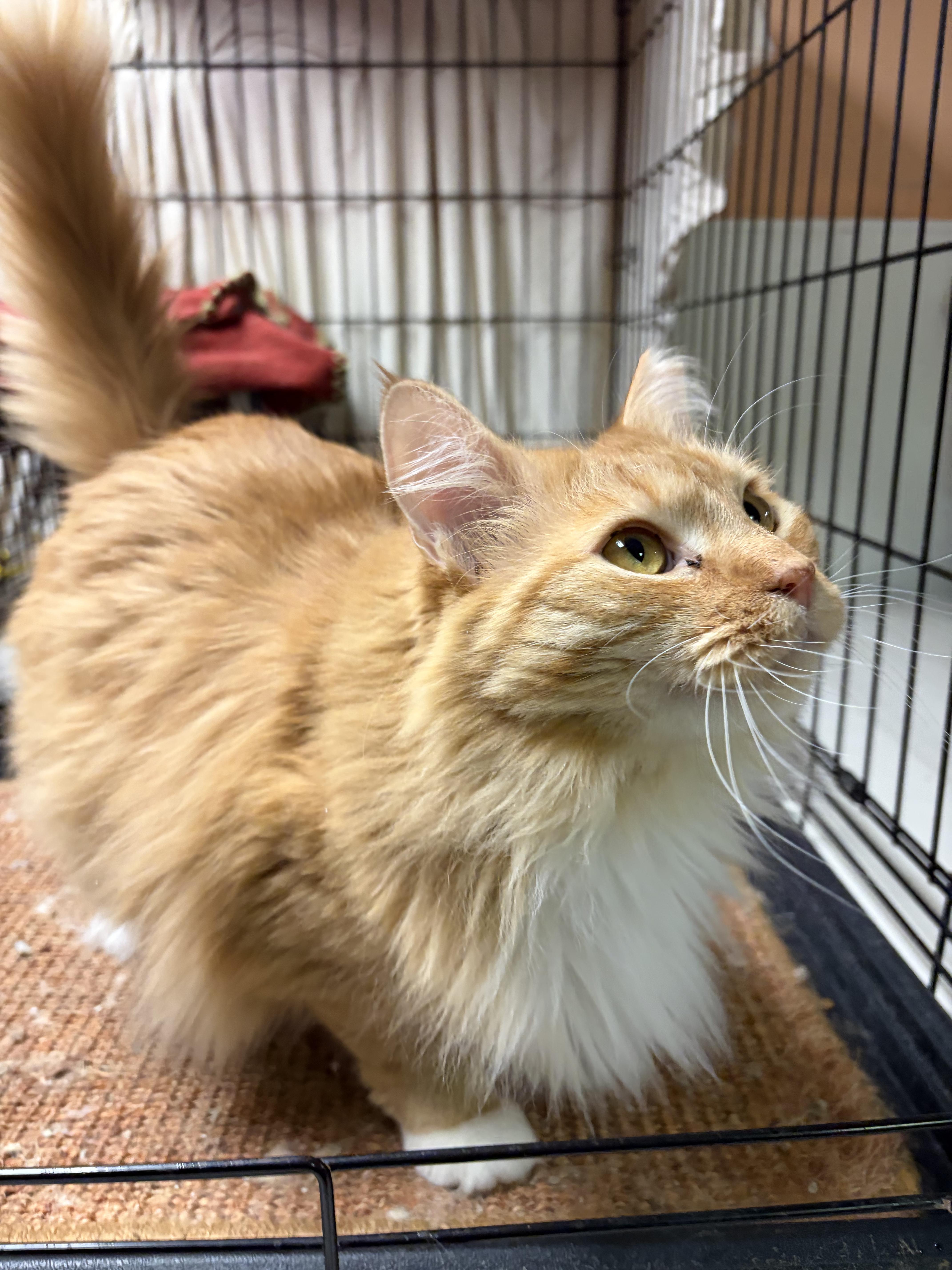 An adult medium-sized male Orange & White Domestic Long Hair cat named Lion for adoption in New York, NY