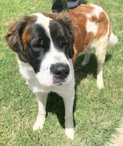 An adult extra large-sized female Tricolor (Brown, Black, & White) Mixed Breed dog named Nana for adoption in Georgetown, TX