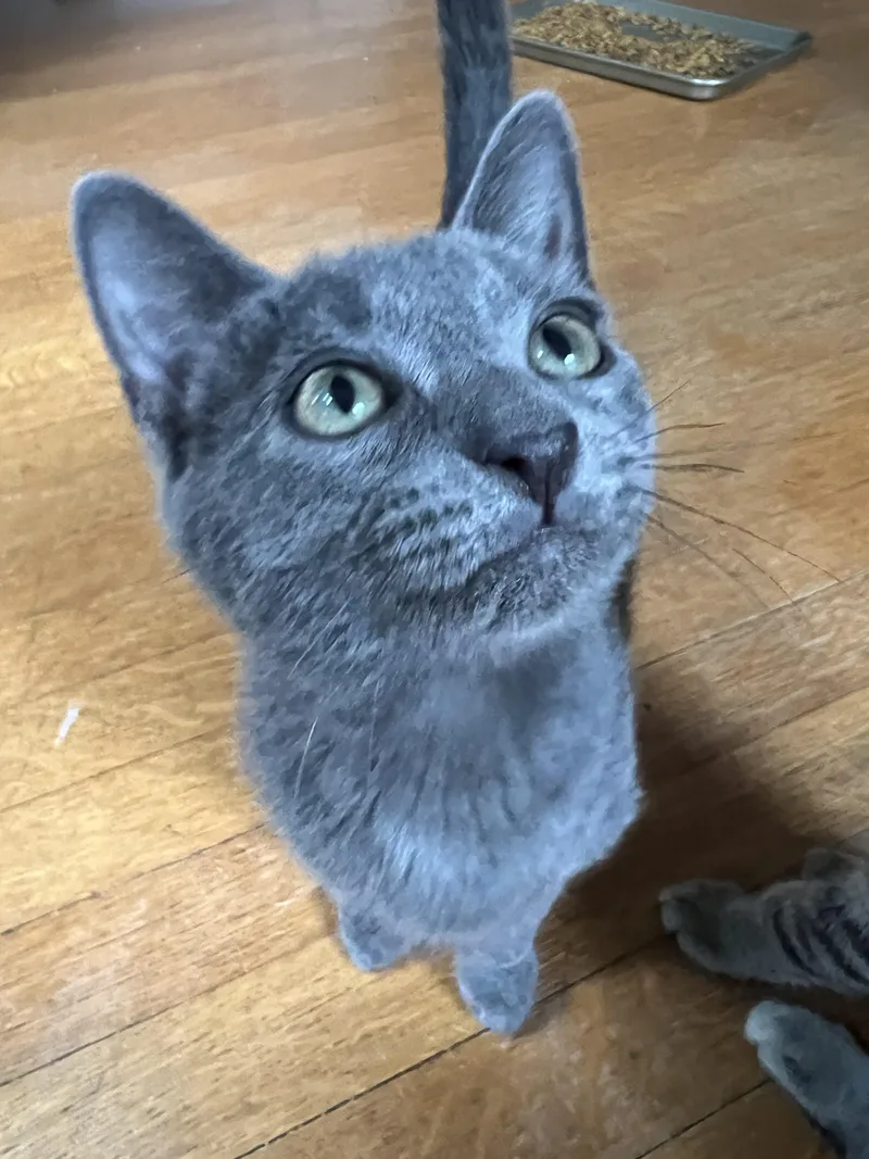 A baby medium-sized male Domestic Short Hair cat named Pumpkin for adoption in Honeoye, NY