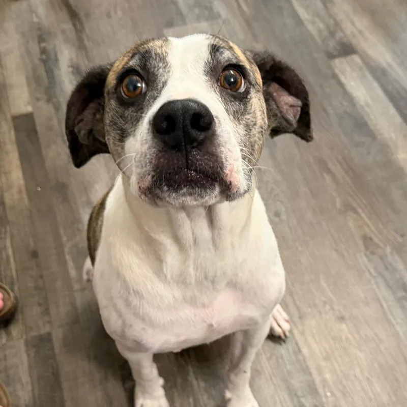 An adult medium-sized female White / Cream Mixed Breed dog named Daisy for adoption in Sequatchie, TN