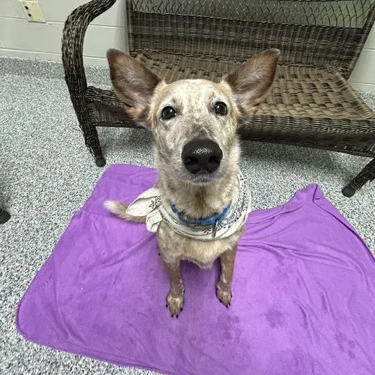 An adult medium-sized male Red / Chestnut / Orange Australian Cattle Dog / Blue Heeler dog named Murphy for adoption in Jackson, MI