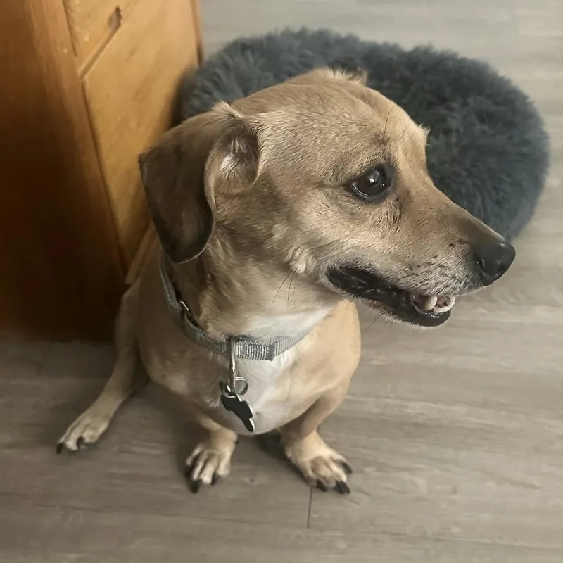 A senior small-sized male Beagle dog named Archie for adoption in Marana, AZ