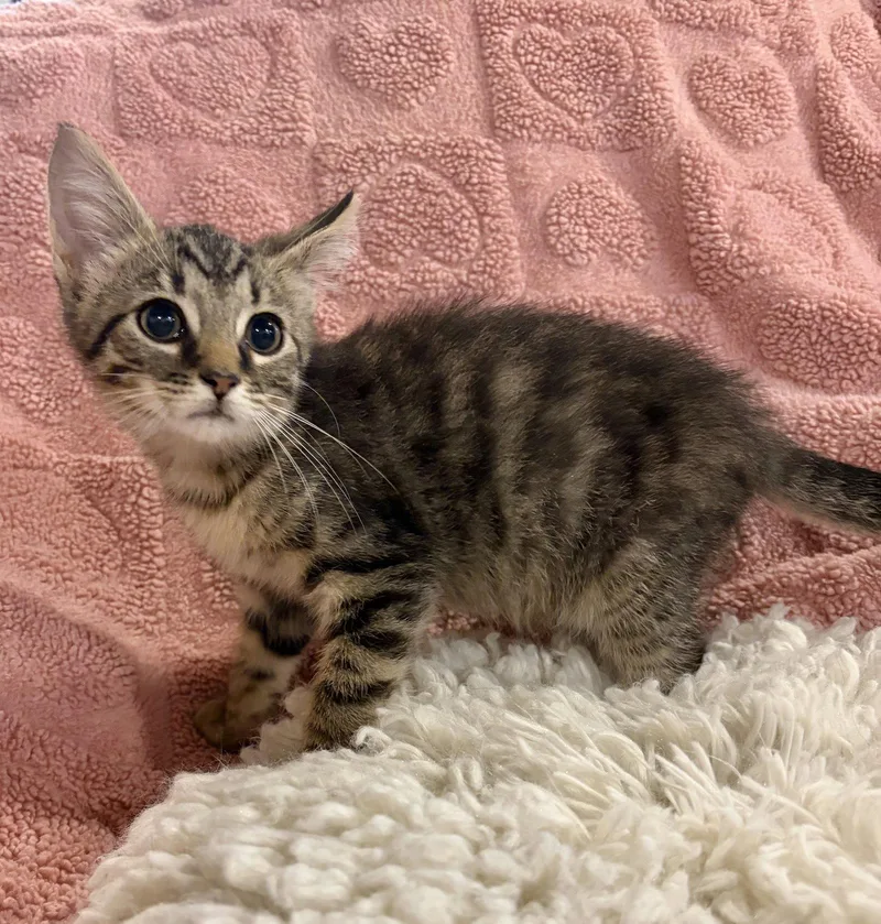 A baby medium-sized male Domestic Short Hair cat named Garlic for adoption in Rootstown, OH