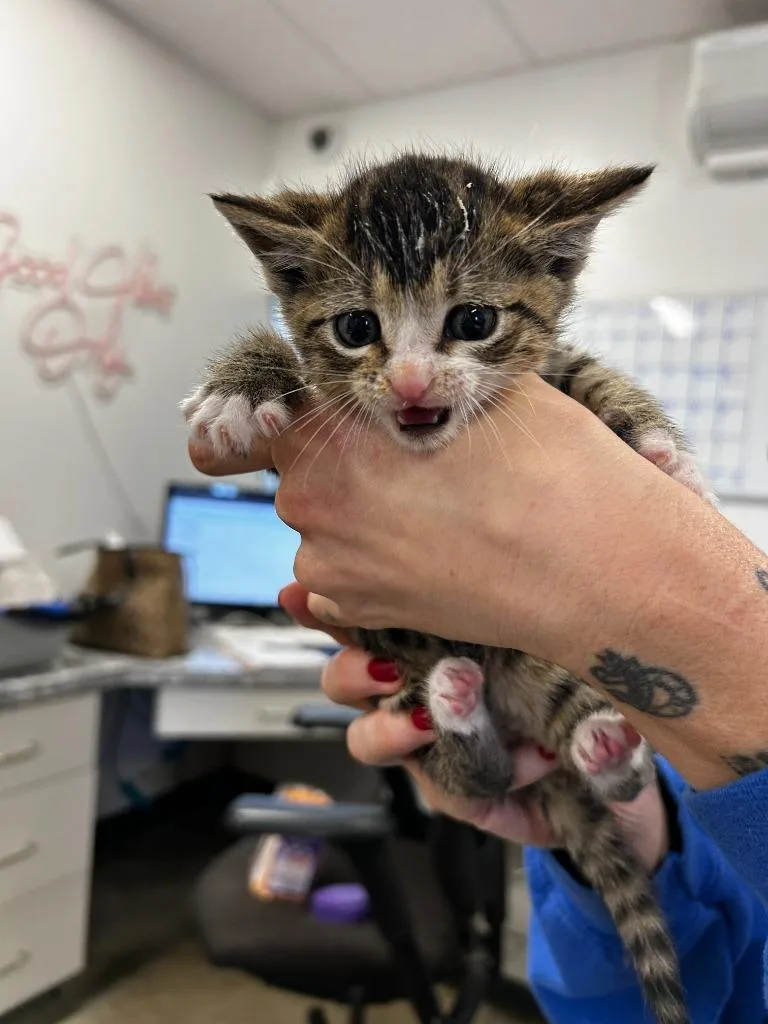 A baby small-sized female Domestic Short Hair cat named Nyx for adoption in Thousand Oaks, CA