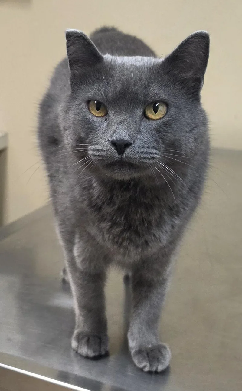 An adult medium-sized male Domestic Short Hair cat named Marco for adoption in Brainerd, MN