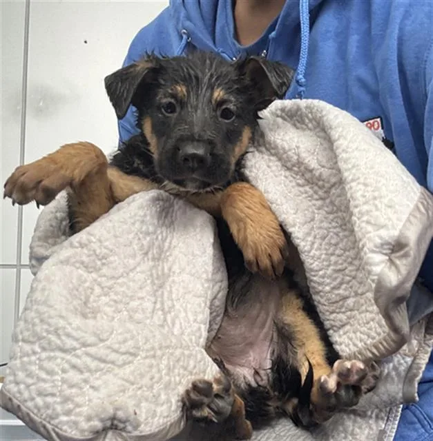 A baby large-sized female Mixed Breed dog named Tails for adoption in Dallas, TX