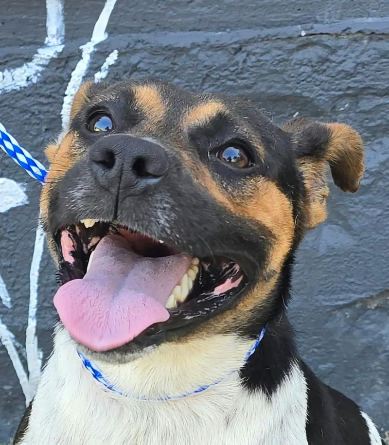 A young medium-sized male Tricolor (Brown, Black, & White) Rat Terrier dog named Spruce for adoption in Newport, TN