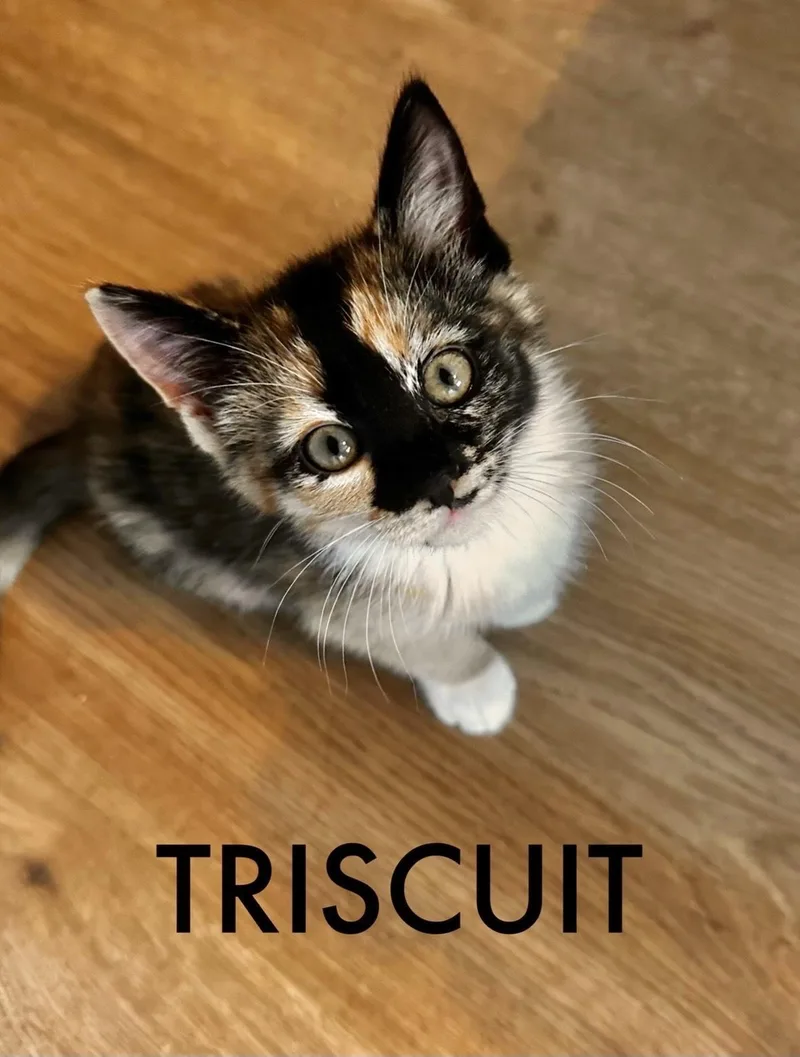 A baby medium-sized female Domestic Short Hair cat named Triscuit for adoption in Collierville, TN