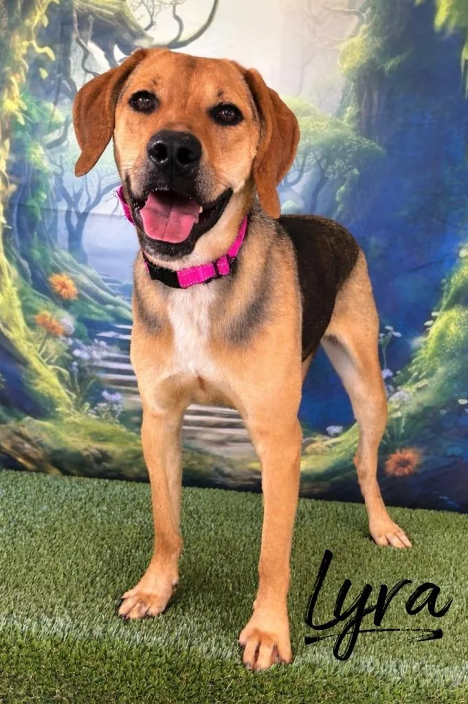 A young large-sized female Hound dog named Lyra for adoption in Rutherfordton, NC
