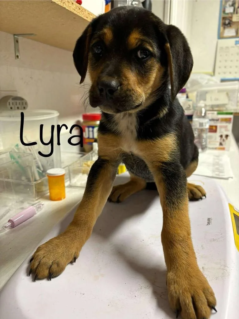 Lyra thumbnail 2