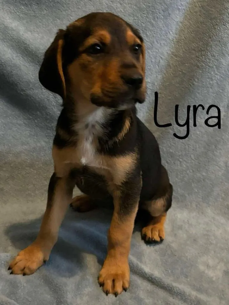 Lyra thumbnail 4