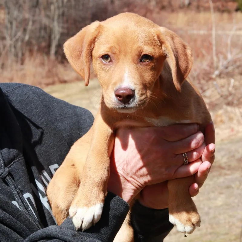 Ct Puddin thumbnail 2