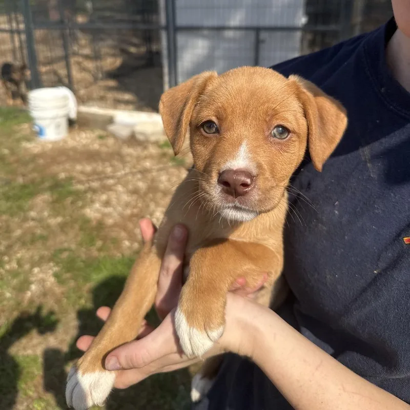 Ct Puddin thumbnail 3