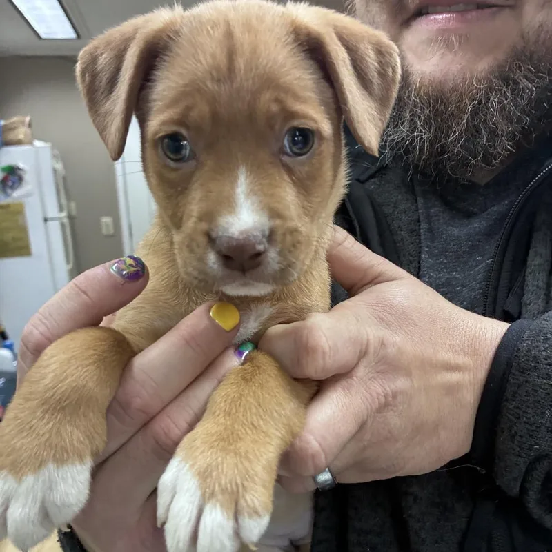 Ct Puddin thumbnail 4