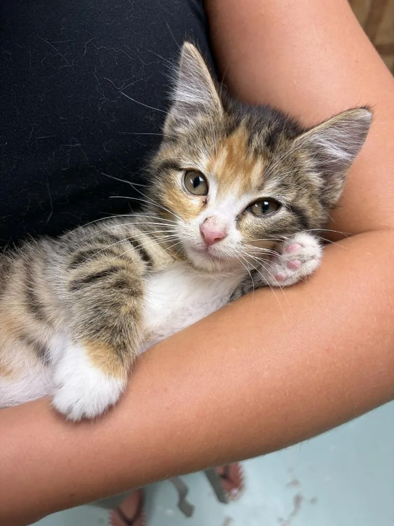 A baby medium-sized female Domestic Short Hair cat named Kathy for adoption in Hamilton, OH
