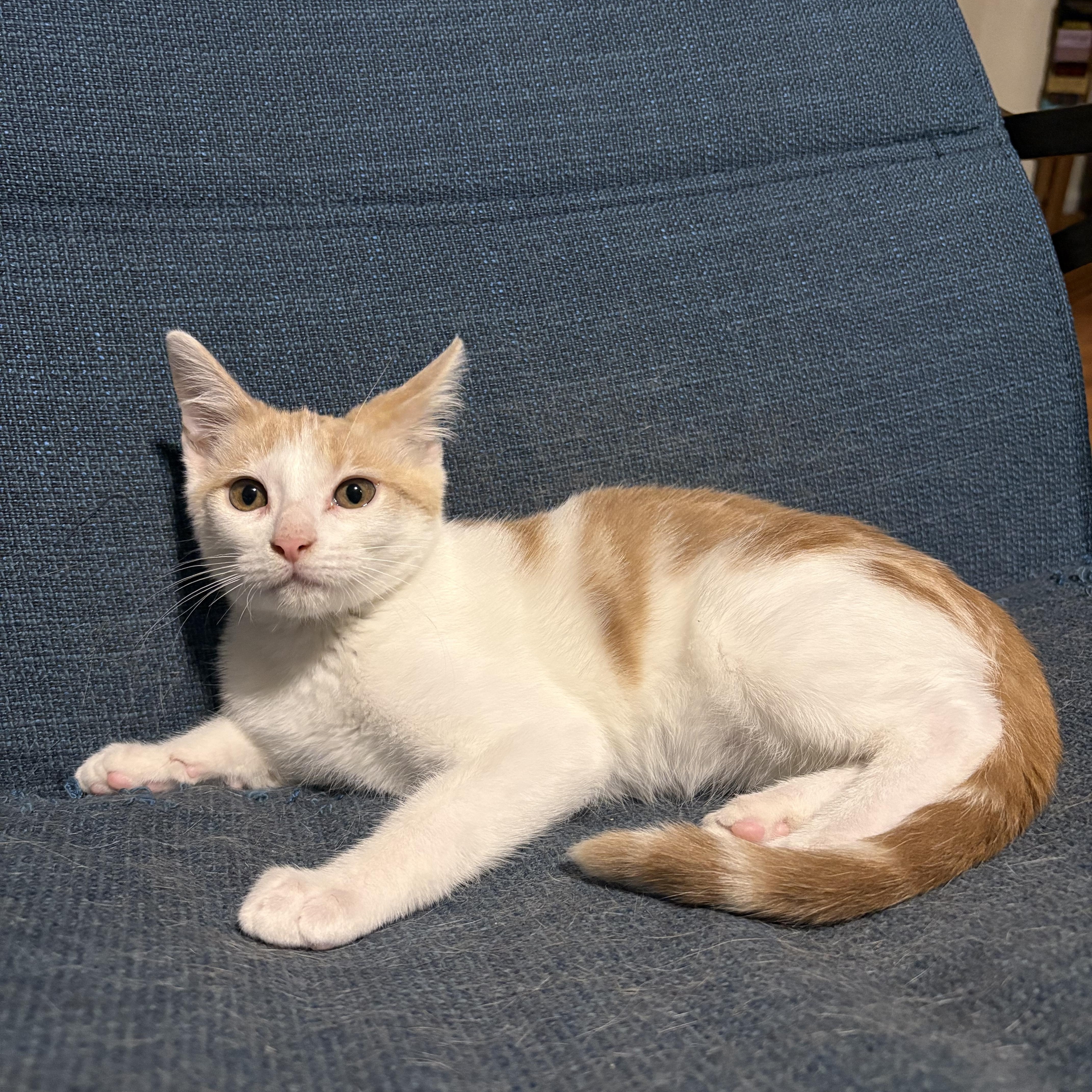 A baby medium-sized male Orange & White Domestic Short Hair cat named Azriel for adoption in Fort Worth, TX