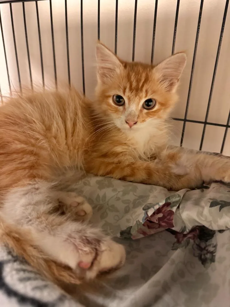 A baby small-sized male Domestic Long Hair cat named Thorn for adoption in Blountville, TN