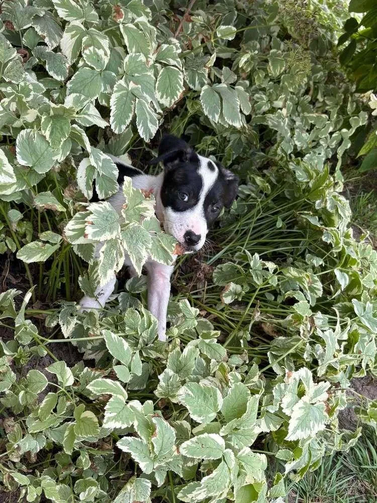 A baby medium-sized female Tricolor (Brown, Black, & White) Terrier dog named Rudy for adoption in Peoria, IL