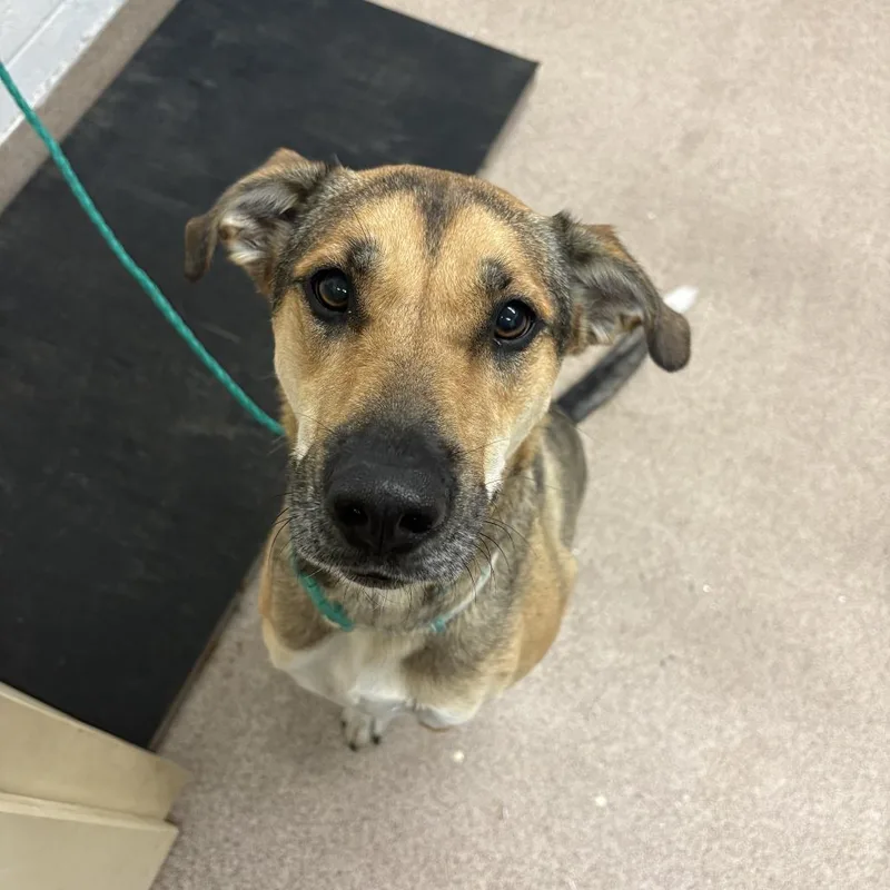 An adult medium-sized female Yellow / Tan / Blond / Fawn Shepherd dog named Winnie for adoption in Ardmore, OK