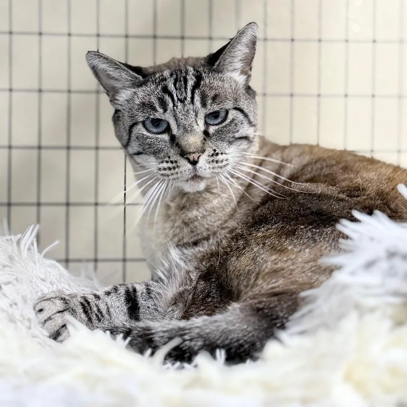 A senior medium-sized female White Domestic Short Hair cat named Stella for adoption in Medford, OR