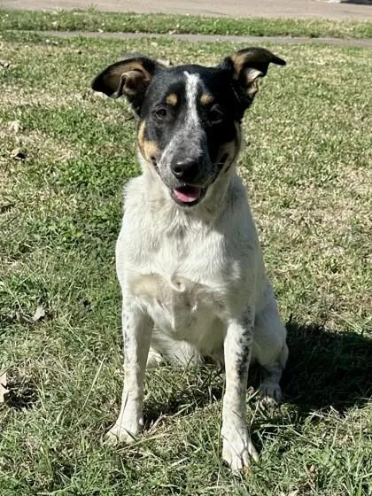 An adult medium-sized female White / Cream Mixed Breed dog named Oreo for adoption in Houston, TX