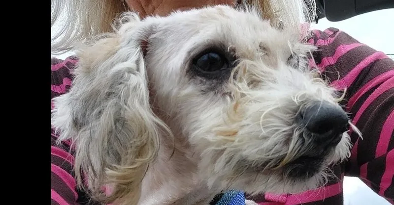 Pax Pka Pingo "slim"