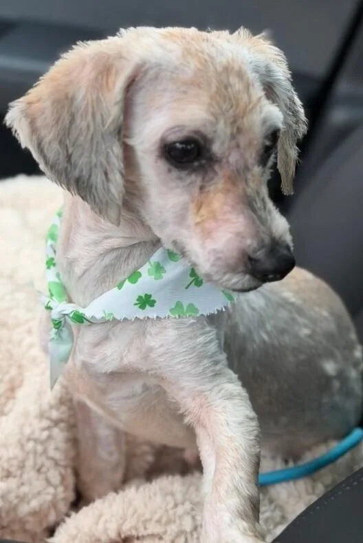 Pax Pka Pingo "slim" thumbnail 2