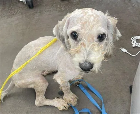 Pax Pka Pingo "slim" thumbnail 3