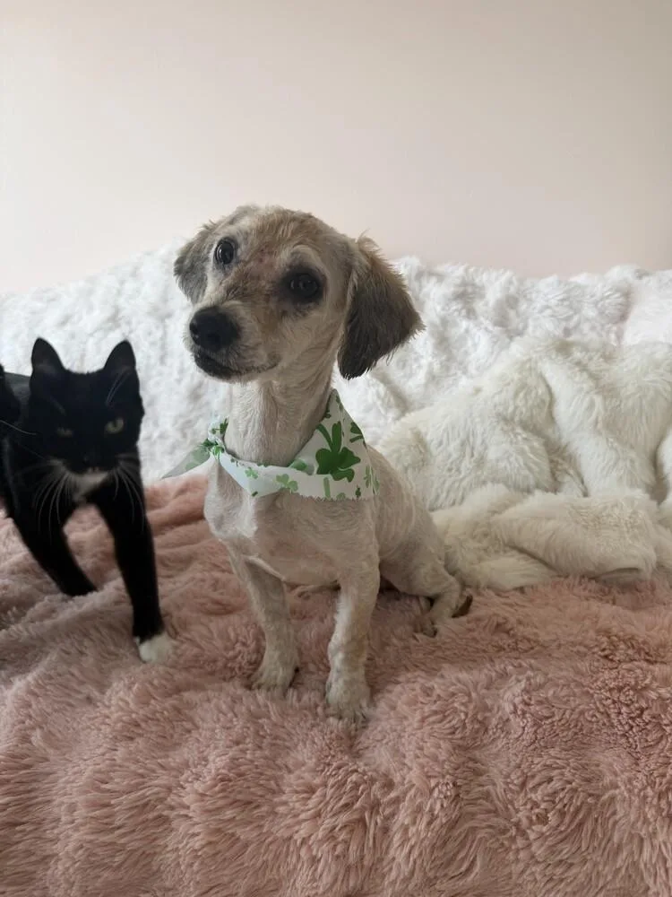 Pax Pka Pingo "slim" thumbnail 4