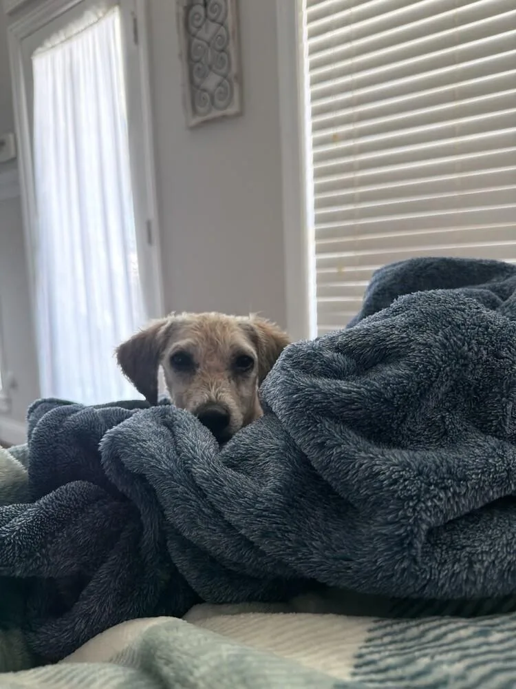 Pax Pka Pingo "slim" thumbnail 5