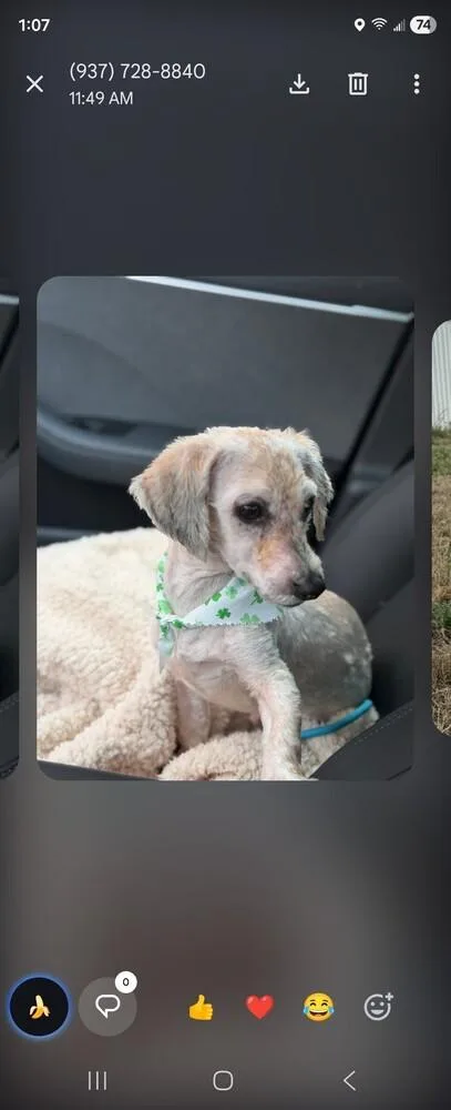 Pax Pka Pingo "slim" thumbnail 6