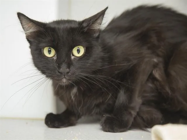 A young small-sized female Domestic Short Hair cat named Megan for adoption in Phoenix, AZ