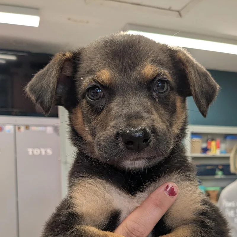 A baby medium-sized female Black Mixed Breed dog named Flip for adoption in Huntsville, AR