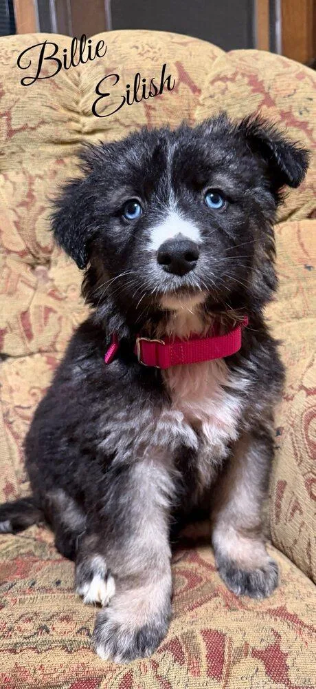 Billie Eilish thumbnail 3