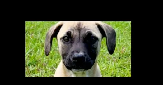 A baby large-sized female Mixed Breed dog named Blossom for adoption in Groveland, MA