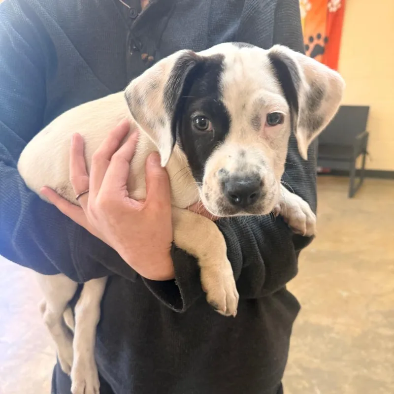 A baby small-sized female Black Mixed Breed dog named Beanie for adoption in Corinth, MS