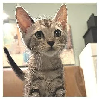 A baby small-sized male Gray / Blue / Silver Domestic Short Hair cat named Simon for adoption in Los Angeles, CA