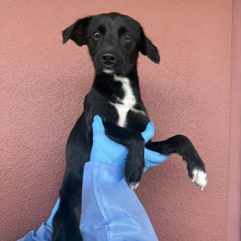A baby small-sized female Terrier dog named Nyx for adoption in San Antonio, TX