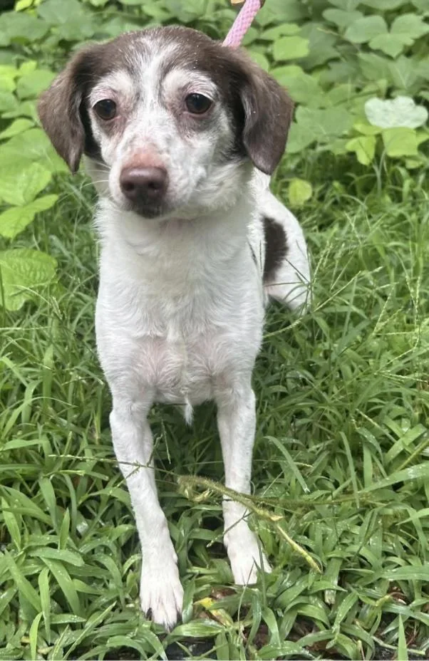 An adult small-sized female Chihuahua dog named Rosie for adoption in Cedarburg, WI
